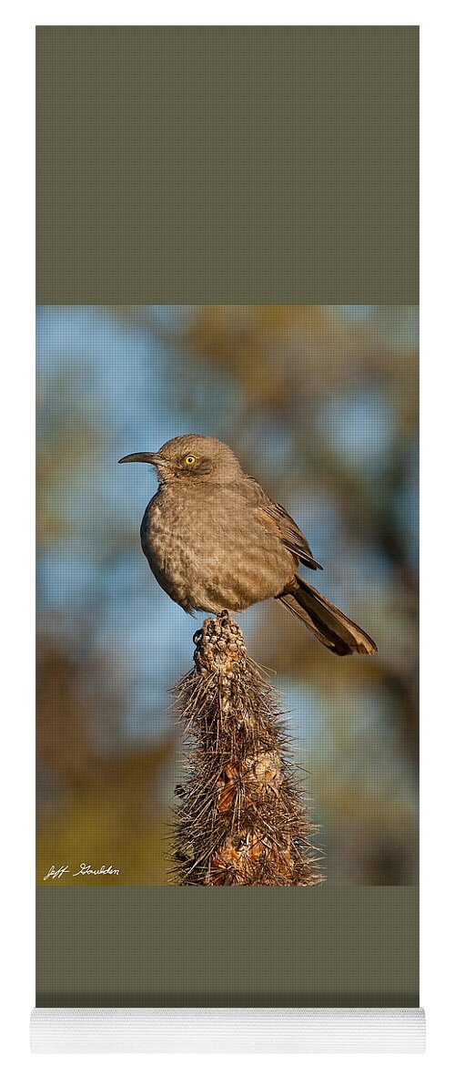 Animal Yoga Mat featuring the photograph Curve-Billed Thrasher on a Cactus by Jeff Goulden