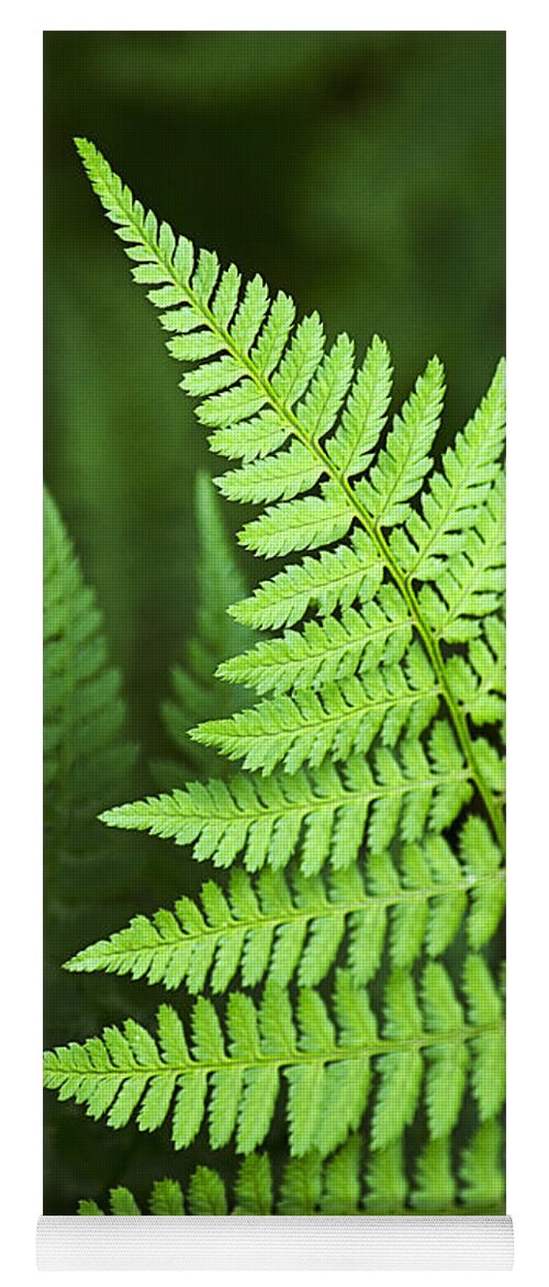 Fern Yoga Mat featuring the photograph Curved Fern Leaf by Christina Rollo