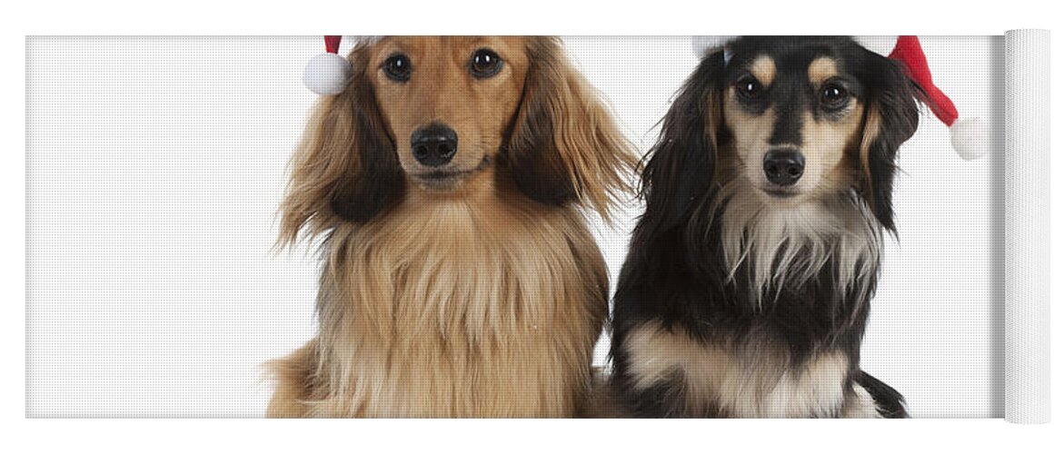Dog Yoga Mat featuring the photograph Dachshunds In Christmas Hats by John Daniels