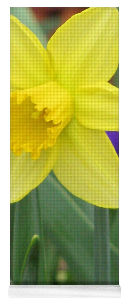 Daffodil Yoga Mat featuring the photograph Daffodil 15 by Pamela Critchlow