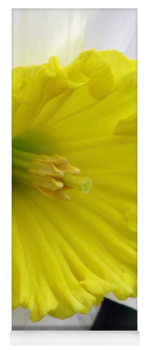 Daffodil Yoga Mat featuring the photograph Daffodil 21 by Pamela Critchlow