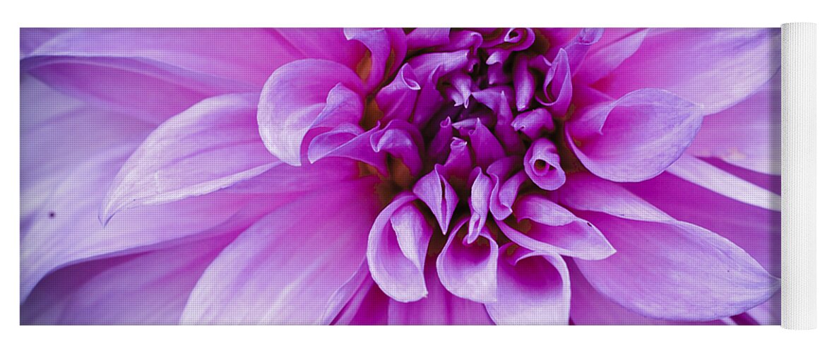 Asteraceae Yoga Mat featuring the photograph Dahlia Dahling by Christi Kraft