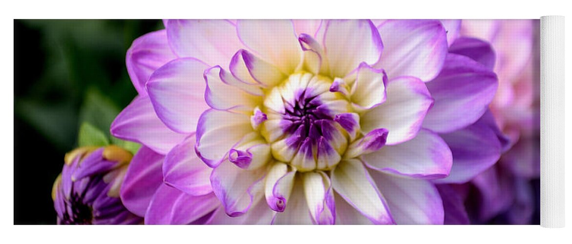 Art Yoga Mat featuring the photograph Dahlia Flower with Purple Tips by Scott Lyons