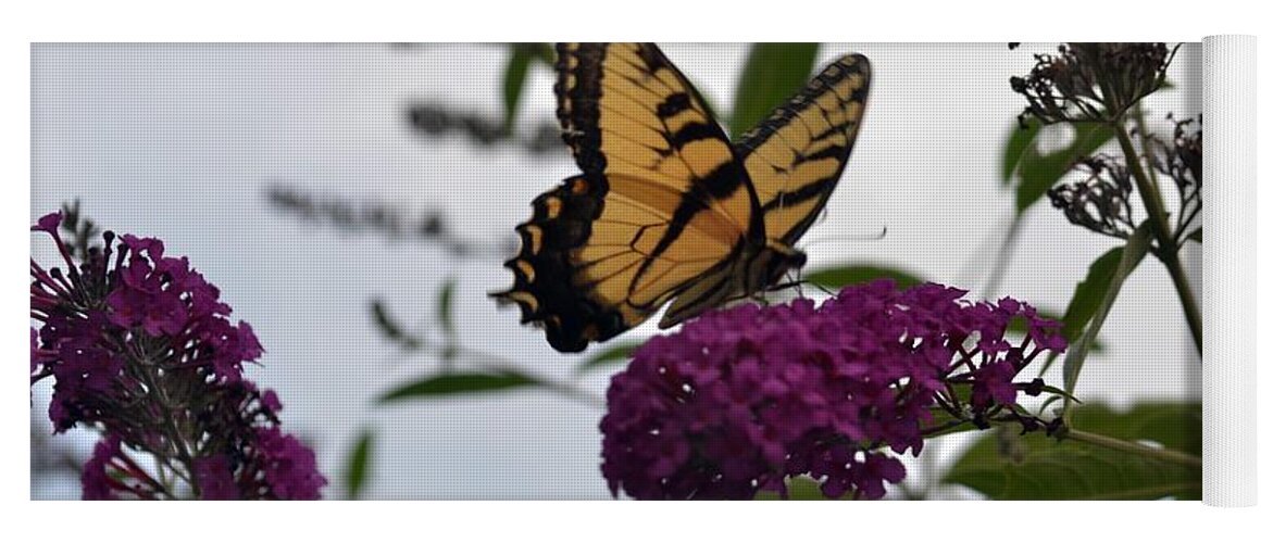 Butterfly Yoga Mat featuring the photograph Dainty by Judy Wolinsky