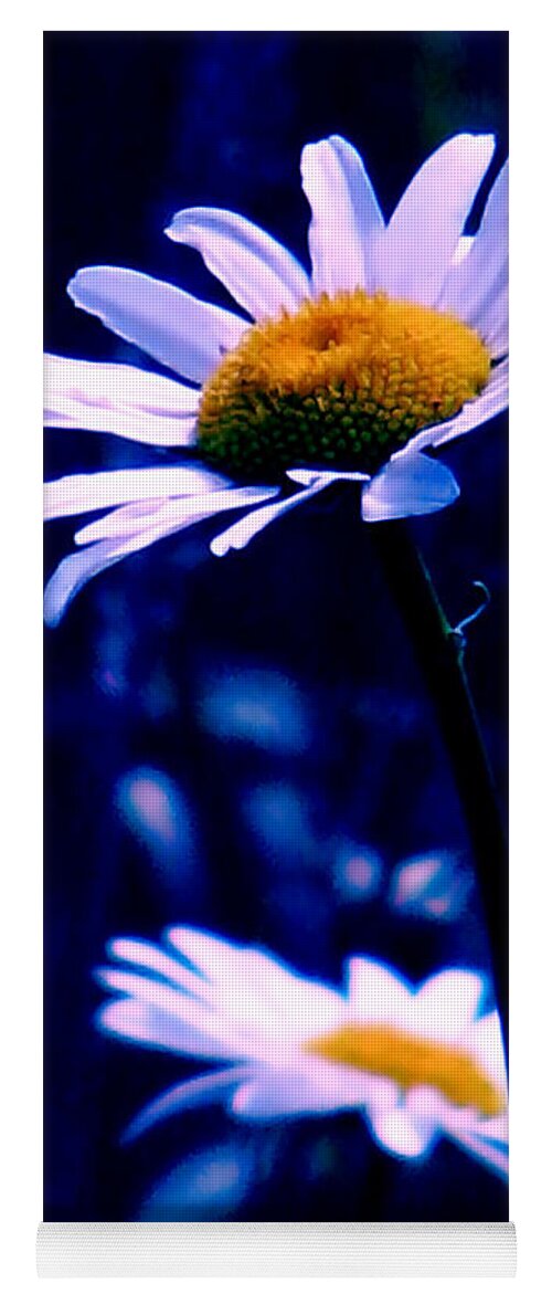 Nature Yoga Mat featuring the photograph Daisies In The Blue Realm by Rory Siegel
