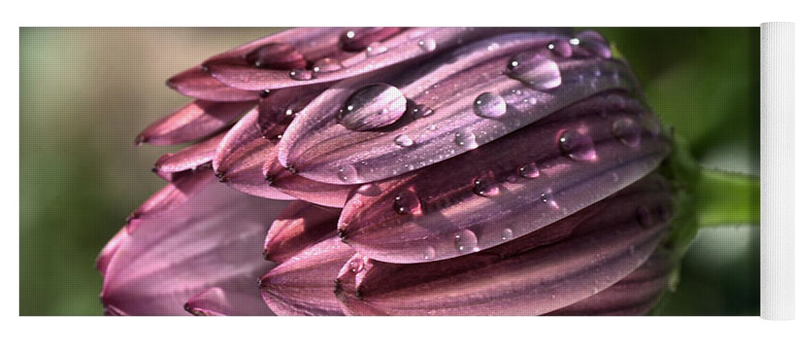 Osteospermum Yoga Mat featuring the photograph Daisy with Rain drops by Joy Watson
