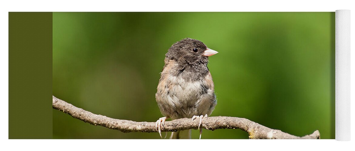 Animal Yoga Mat featuring the photograph Dark Eyed Junco by Jeff Goulden