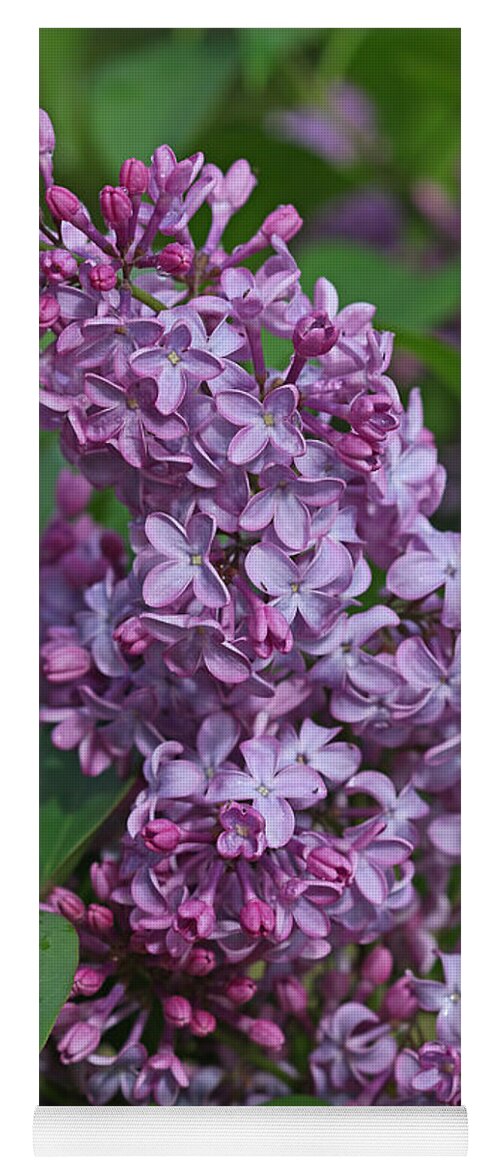 Lilacs Yoga Mat featuring the photograph Dawns Lilacs by Deborah Benoit