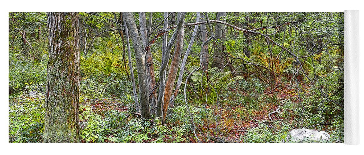 Deer Yoga Mat featuring the digital art Deer Trail Early Autumn Pocono Mountains Pennsylvania by A Macarthur Gurmankin