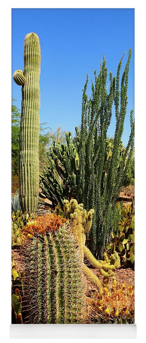 Cactus Yoga Mat featuring the photograph Desert Cacti by Christiane Schulze Art And Photography