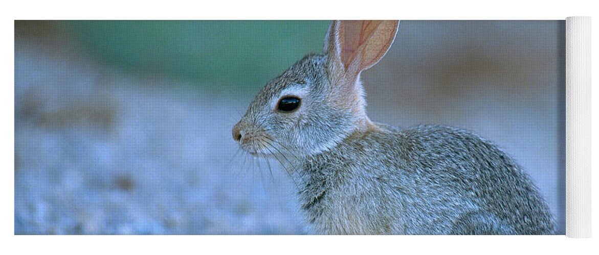 Animal Yoga Mat featuring the photograph Desert Cottontail Rabbit by Craig K. Lorenz
