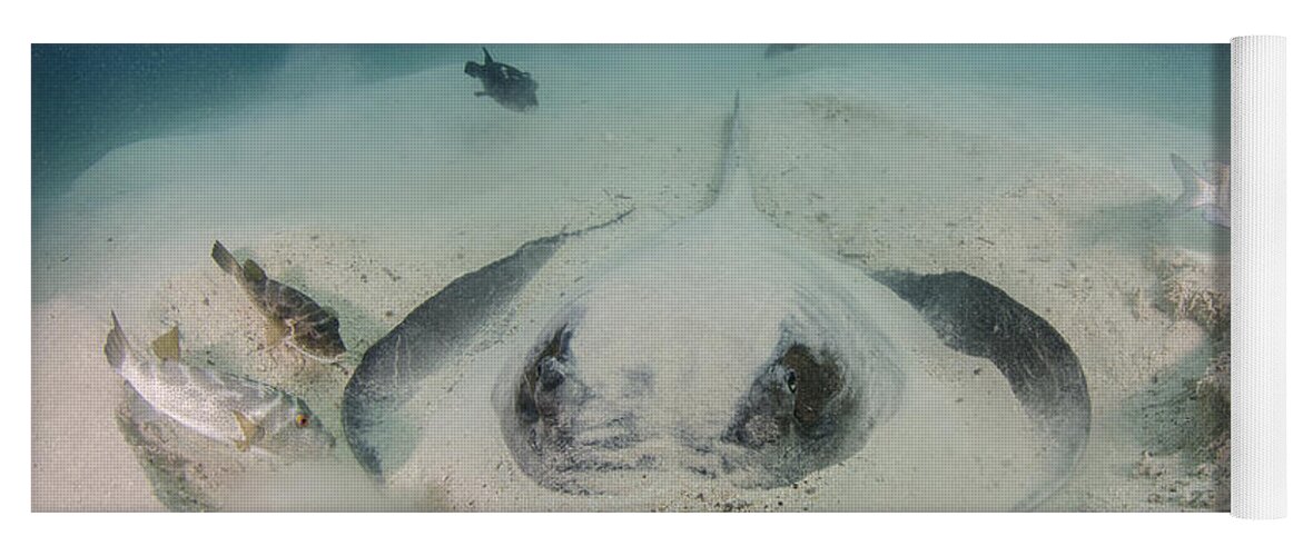 Pete Oxford Yoga Mat featuring the photograph Diamond Stingray Digging In Sand by Pete Oxford