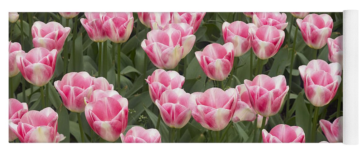 Flpa Yoga Mat featuring the photograph Diamond Tulip Flowering Netherlands by Bill Coster