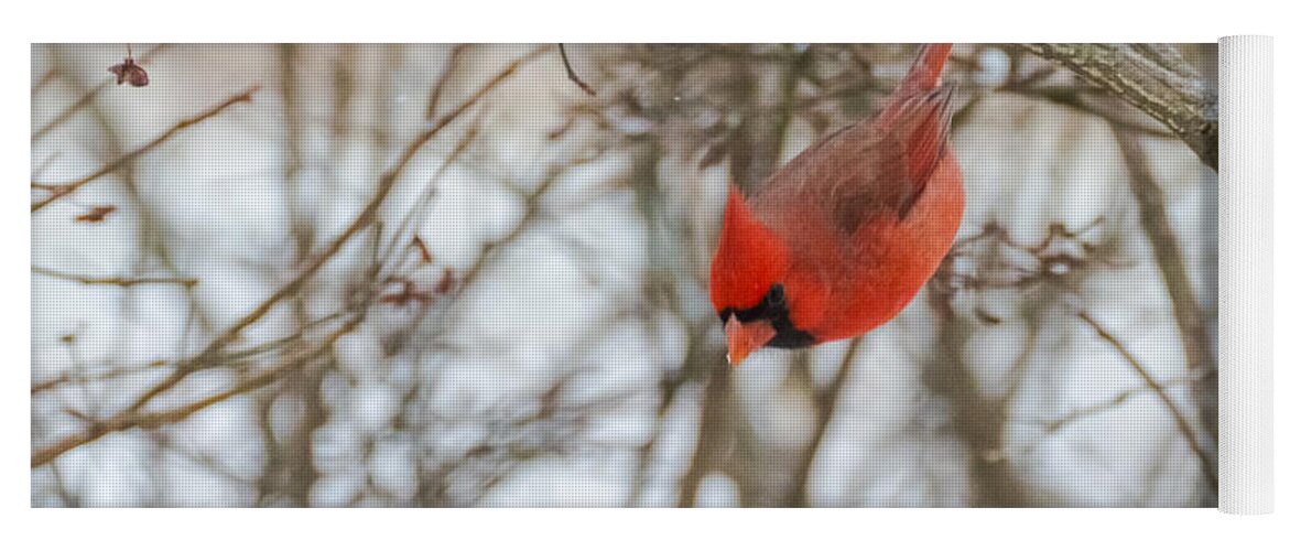 Jan Holden Yoga Mat featuring the photograph Diving Cardinal by Holden The Moment