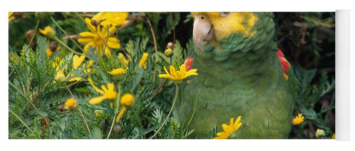 Amazon Parrot Yoga Mat featuring the photograph Double Yellow Headed Parrot by Craig K. Lorenz
