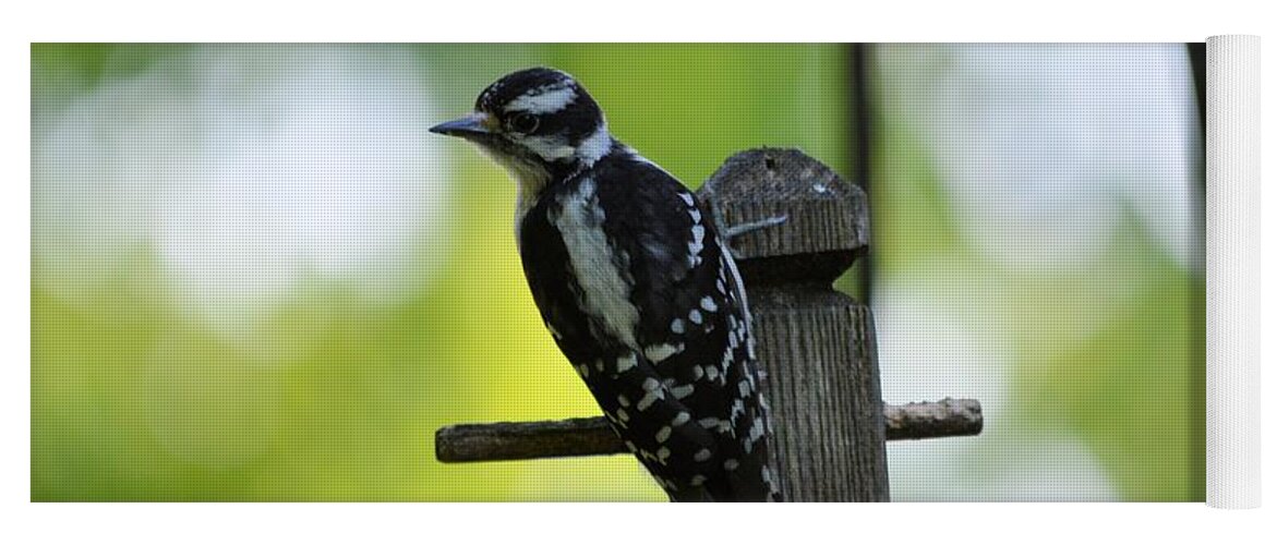Woodpecker Yoga Mat featuring the photograph Downy Woodpecker 7448 by Bonfire Photography