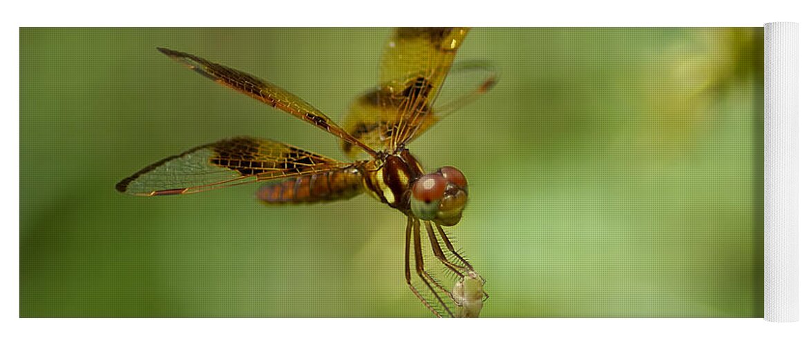 Dragonfly Yoga Mat featuring the photograph Dragonfly 2 by Olga Hamilton