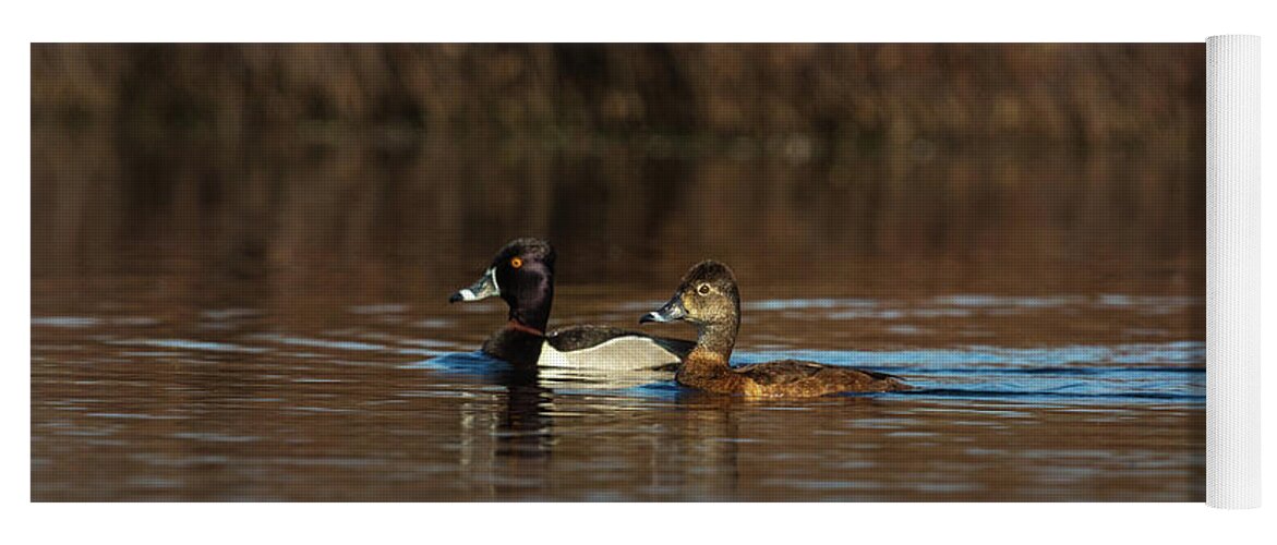 A. Collaris Yoga Mat featuring the photograph Drake And Hen Ring-necked Ducks by Linda Arndt