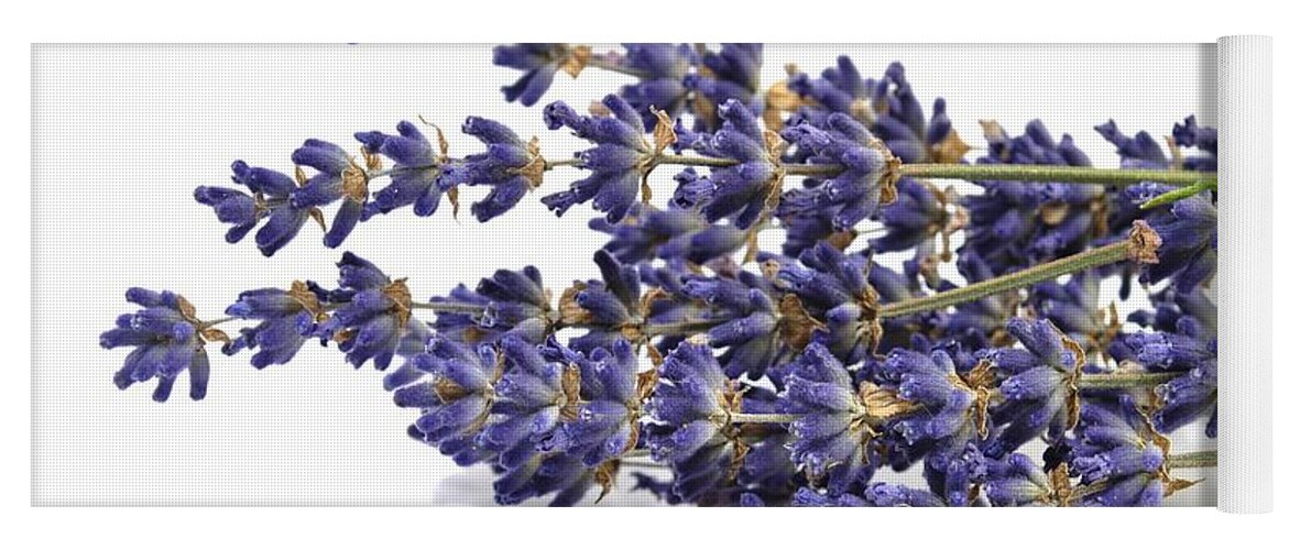 Lavender Yoga Mat featuring the photograph Dried lavender by Martin Capek