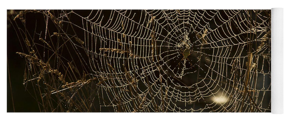 Spider Web Yoga Mat featuring the photograph Early Riser by David Yocum