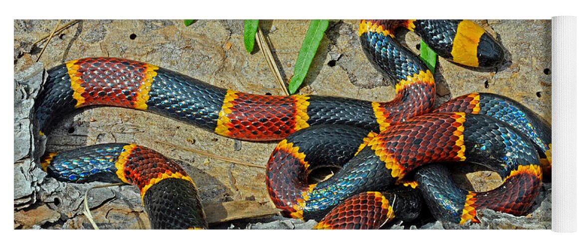 Eastern Coral Snake Yoga Mat featuring the photograph Eastern Coral Snake Micrurus Fulvius by John Serrao