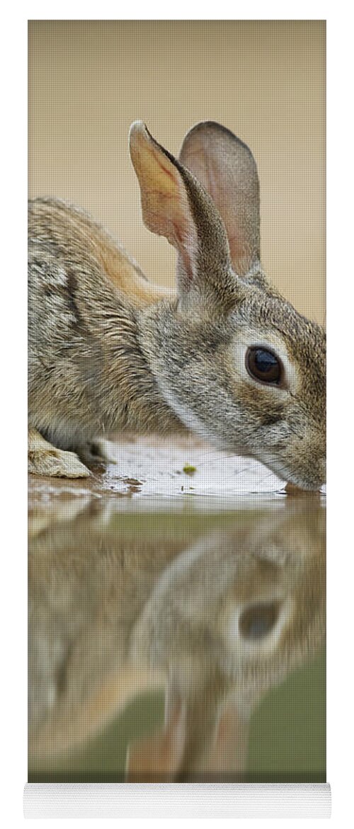 Flpa Yoga Mat featuring the photograph Eastern Cottontail Drinking South Texas by Bill Coster
