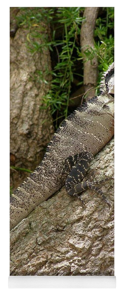 Eastern Water Dragon Yoga Mat featuring the photograph Eastern Water Dragon by Bev Conover