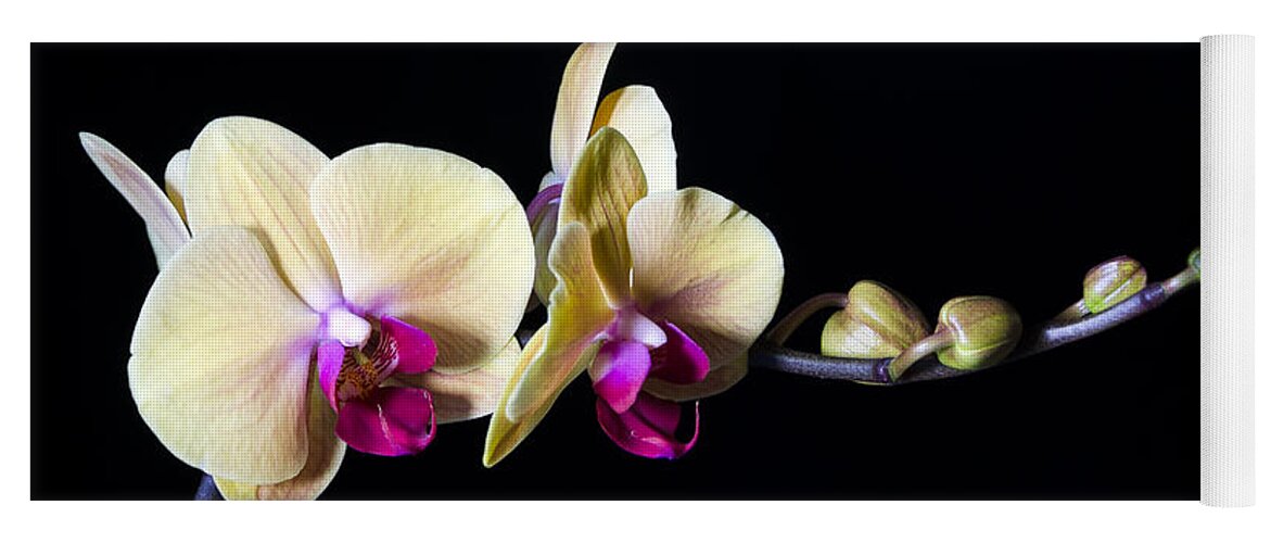 Orchids Yoga Mat featuring the photograph Elegance in Bloom by Georgette Grossman