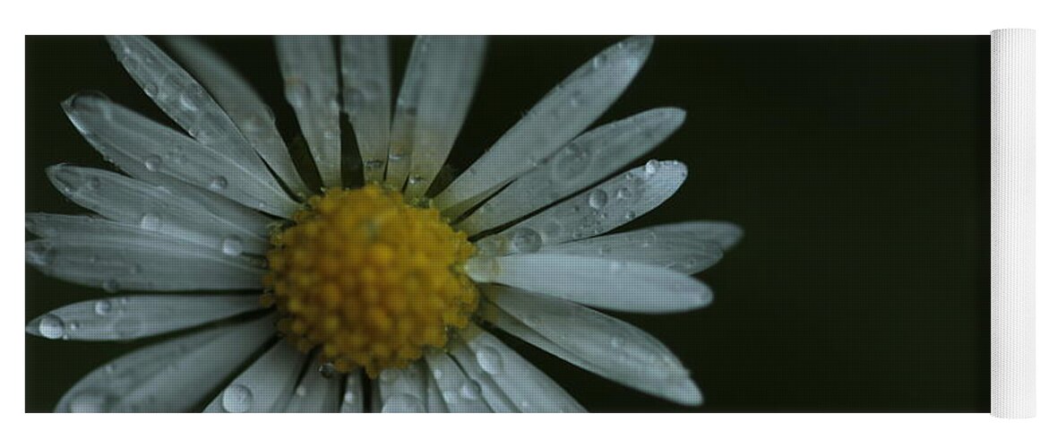 Daisy Yoga Mat featuring the photograph English Daisy and Rain Drops by Valerie Collins