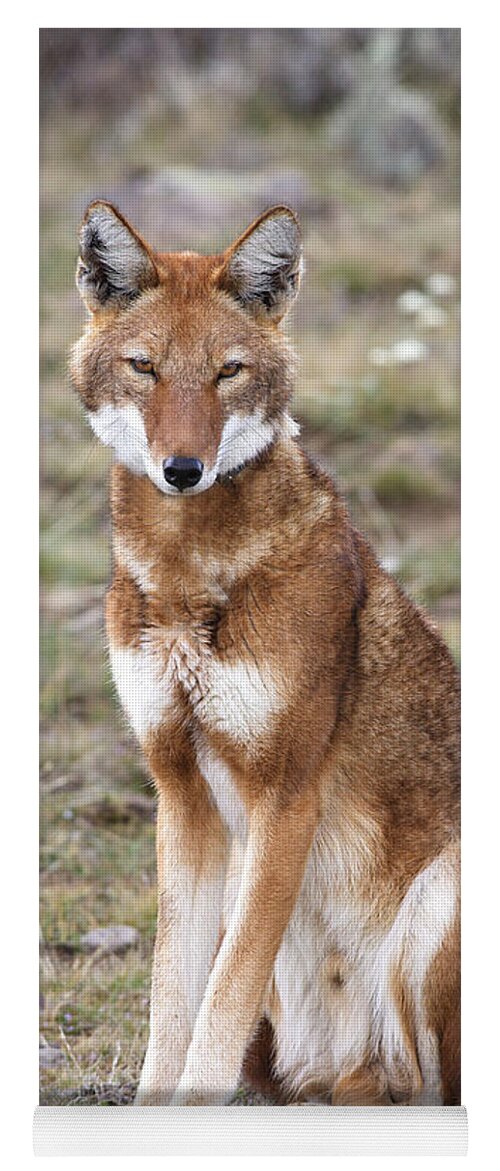 Ethiopian Wolf Yoga Mat featuring the photograph Ethiopian Wolf by M. Watson