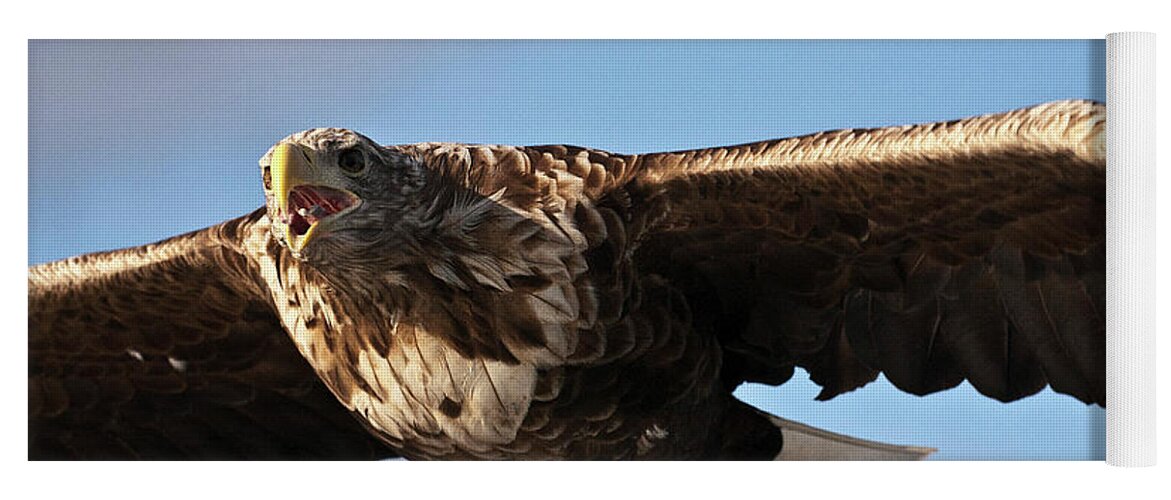 White_tailed Eagle Yoga Mat featuring the photograph European Flying Sea Eagle 1 by Heiko Koehrer-Wagner