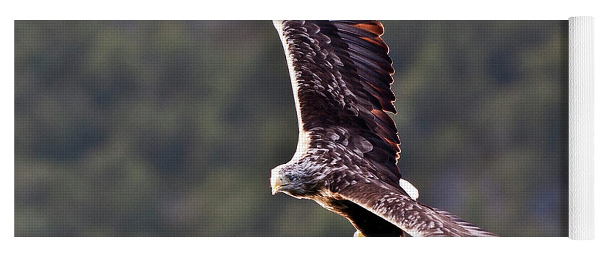 White_tailed Eagle Yoga Mat featuring the photograph European Flying Sea Eagle 4 by Heiko Koehrer-Wagner