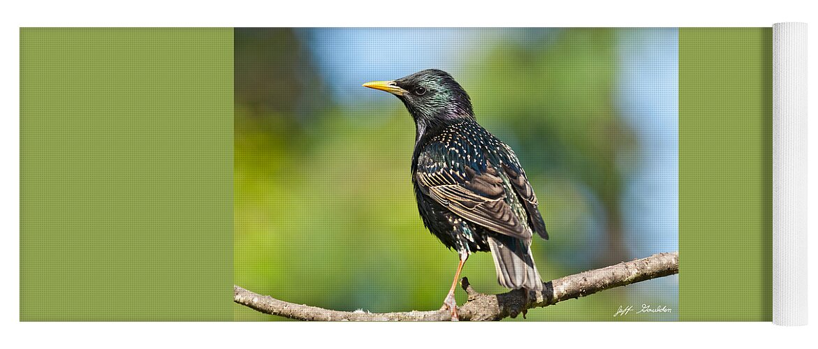 Animal Yoga Mat featuring the photograph European Starling in a Tree by Jeff Goulden