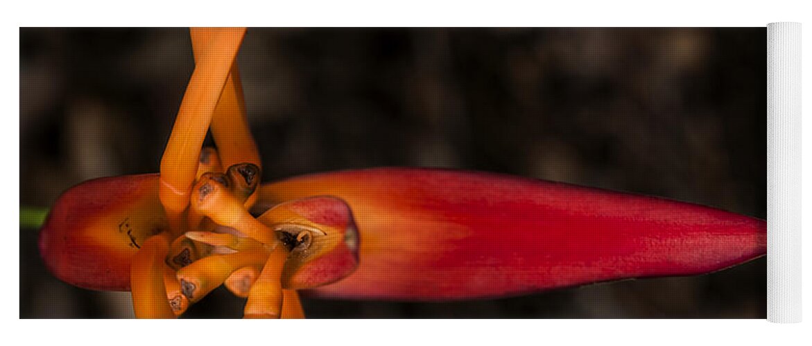 Flower Yoga Mat featuring the photograph Exotic Heliconia by Steven Sparks