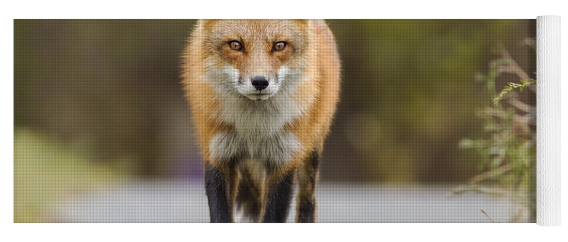 Fox Yoga Mat featuring the photograph Face to Face by Mircea Costina Photography