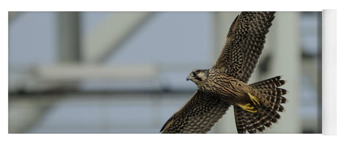 Peregrine Falcon Yoga Mat featuring the photograph Falcon flying by Tower by Bradford Martin