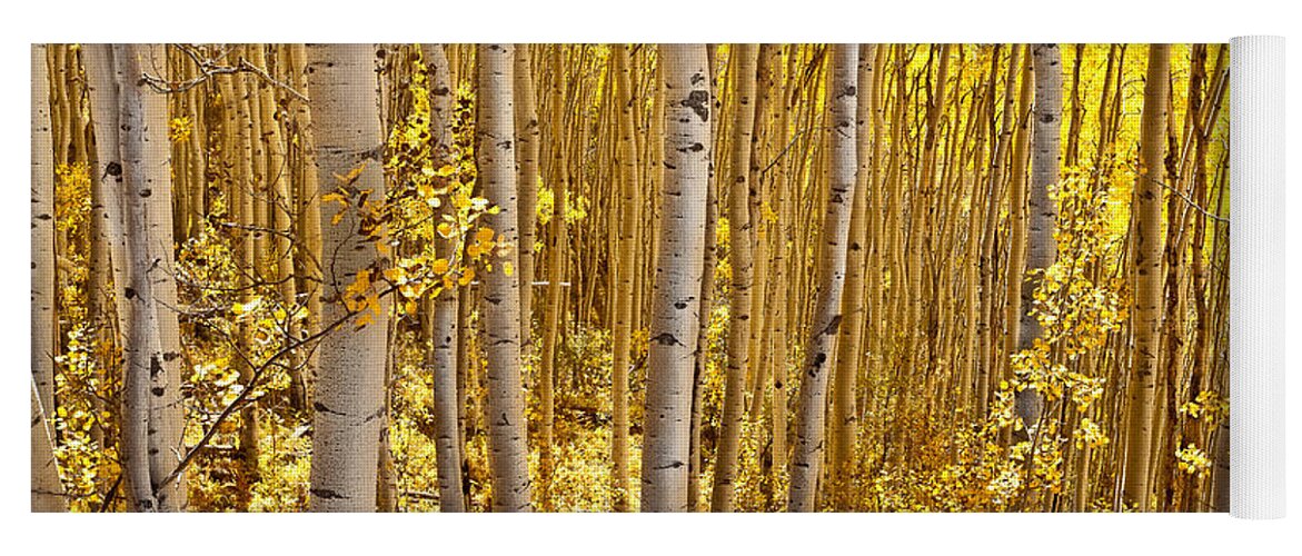Landscape Yoga Mat featuring the photograph Fall's Golden Light by Steven Reed