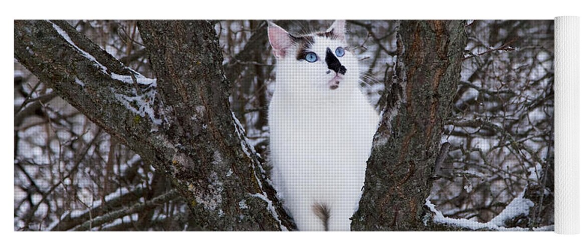 Cat Yoga Mat featuring the photograph Felis Silvestris Catus in Winter by Theresa Tahara