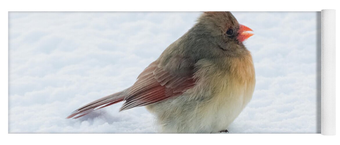 Cardinal Yoga Mat featuring the photograph Female Cardinal by Holden The Moment