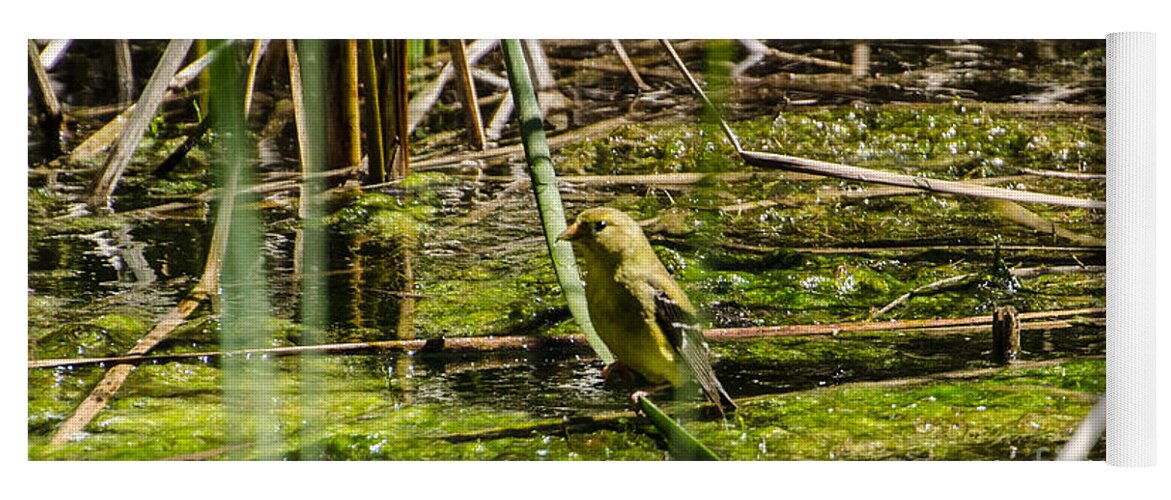 Water Yoga Mat featuring the photograph Female Gold Finch Drinking by Donna Brown