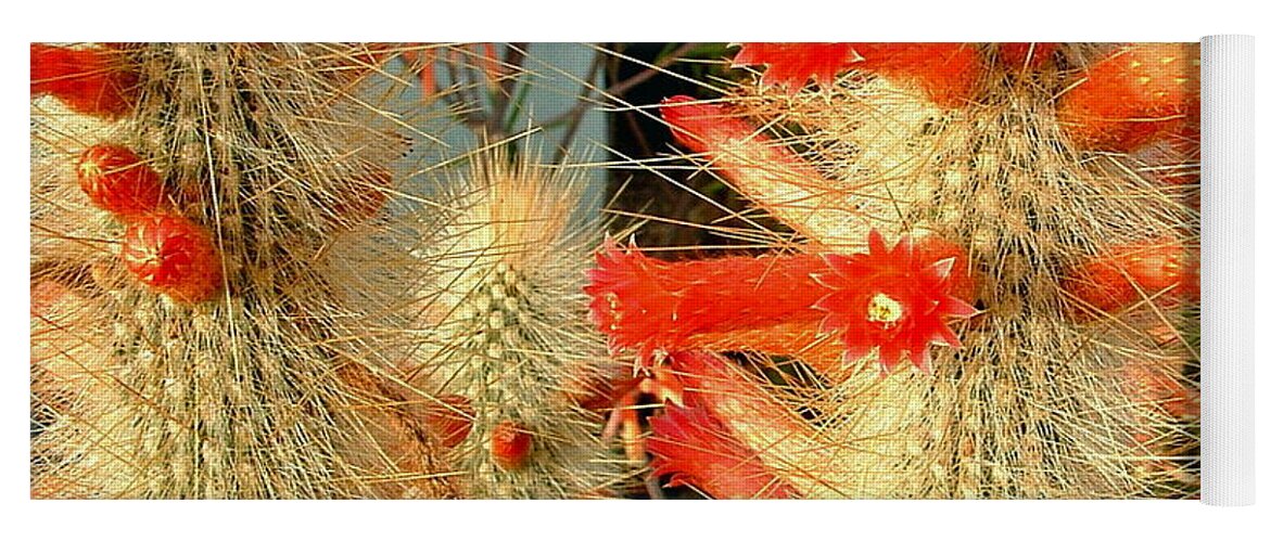 Scarlet Bugler Yoga Mat featuring the photograph Firecracker Cactus by Marilyn Smith