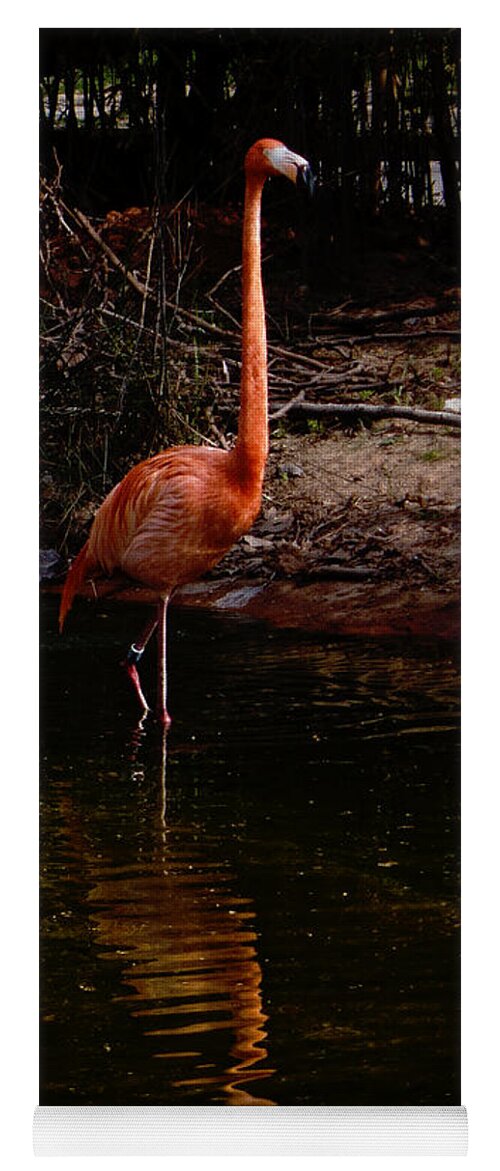 Flamingo Yoga Mat featuring the photograph Flamingo at rest. by Weston Westmoreland