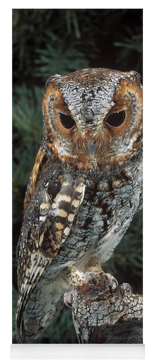 Animal Yoga Mat featuring the photograph Flammulated Owl by Anthony Mercieca