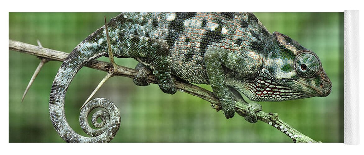 Thomas Marent Yoga Mat featuring the photograph Flap-necked Chameleon Female Tanzania by Thomas Marent