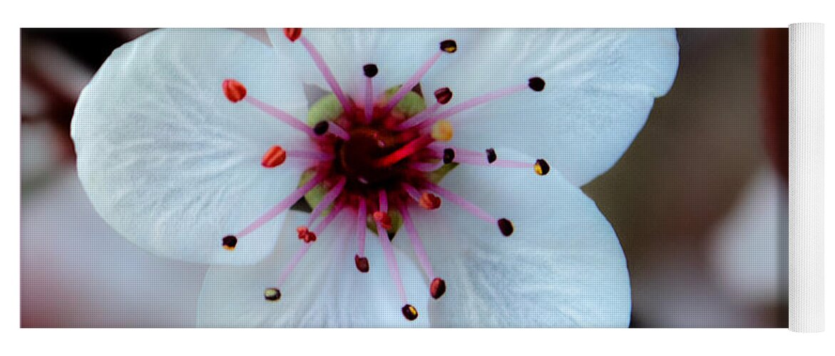 Flower Yoga Mat featuring the photograph Flowering Plum by Michael Arend
