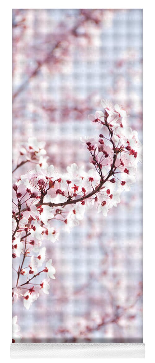 Bloom Yoga Mat featuring the photograph Flowering Tree in Spring by Juli Scalzi