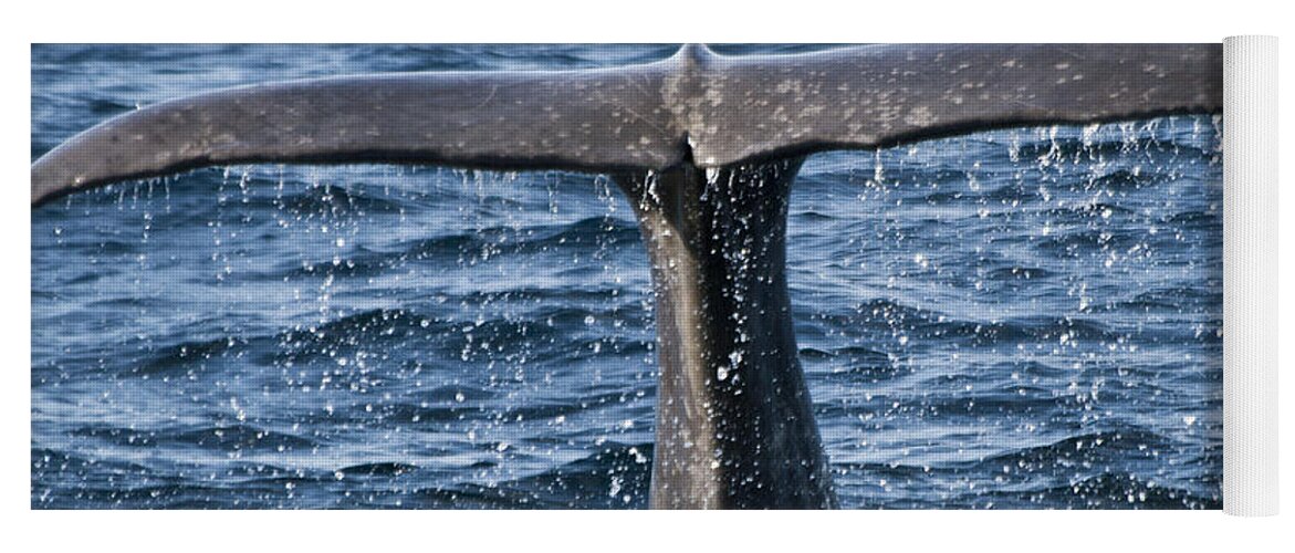 Whale Yoga Mat featuring the photograph Flukes of a Sperm Whale 2 by Heiko Koehrer-Wagner