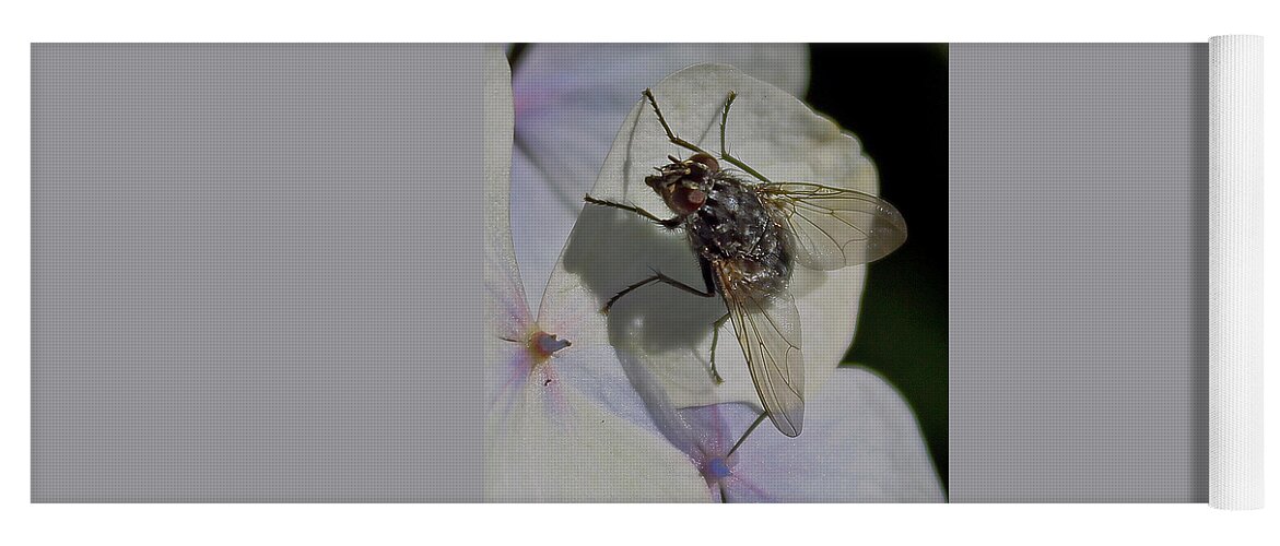 Fly On A Petal Yoga Mat featuring the photograph Fly on Petal by Tony Murtagh