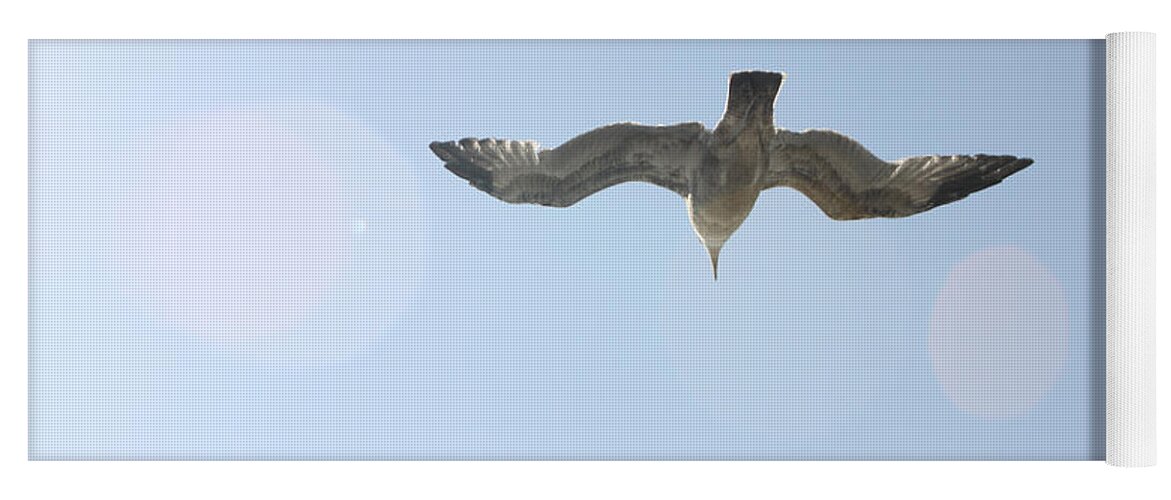 Flying Yoga Mat featuring the photograph Flying Free by Diana Haronis