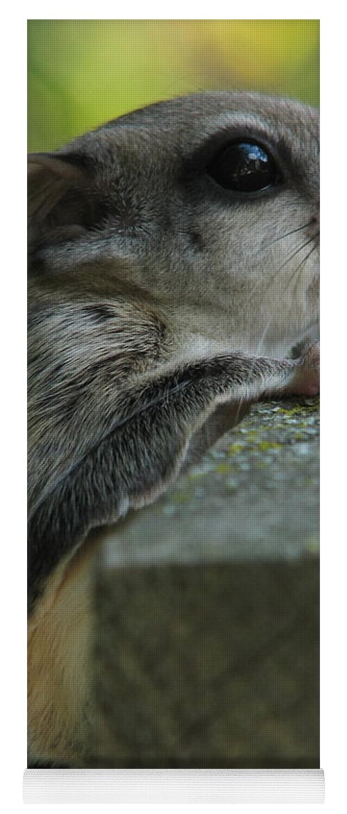 Wildlife Yoga Mat featuring the photograph Flying Squirrel by Dale Kauzlaric